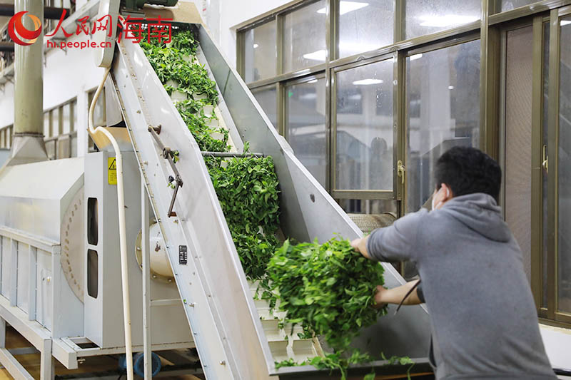 In pics: A glimpse of tea processing in China’s Hainan