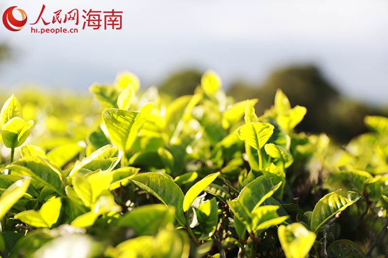 Photo shows tea trees at the Jinjiang tea plantation in south China’s Hainan Province. (People’s Daily Online/Meng Fansheng)