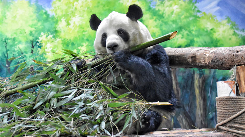 Giant pandas greet New Year at Panda House in Xining, NW China’s Qinghai