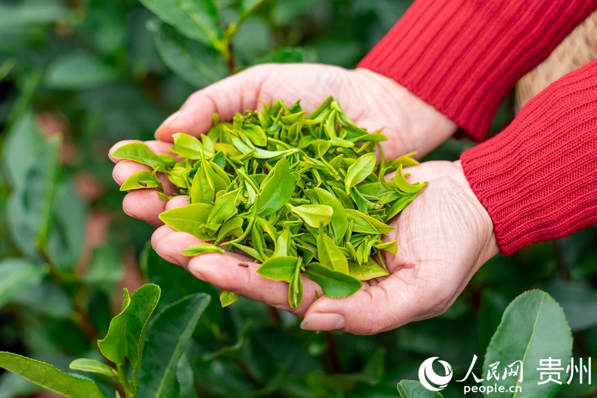 Tea harvesting kicks off in SW China’s Guizhou