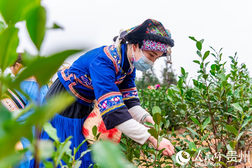 Tea harvesting kicks off in SW China’s Guizhou