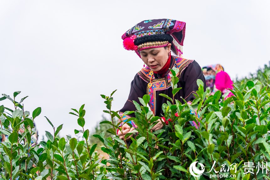 Tea harvesting kicks off in SW China’s Guizhou