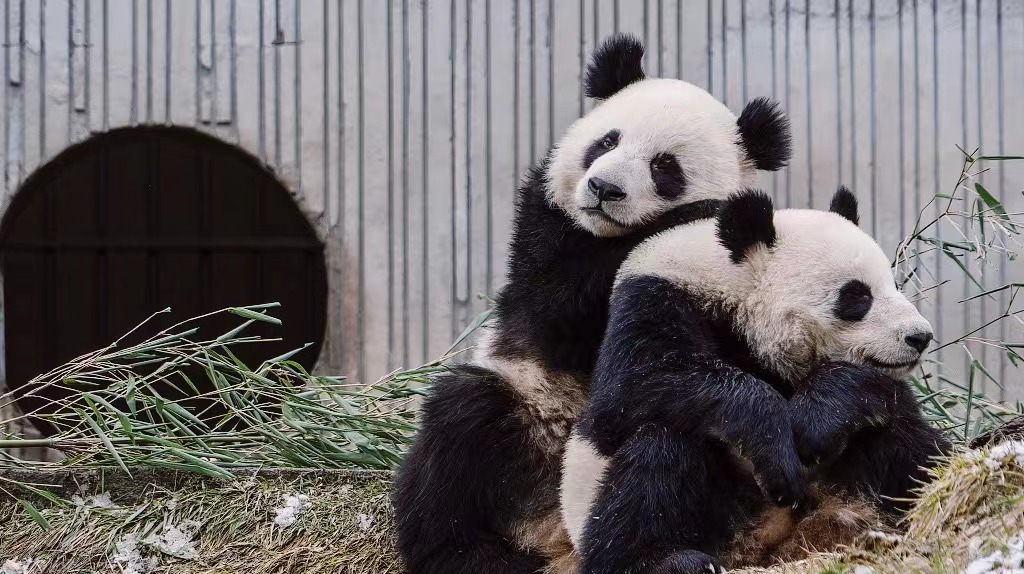 Chengdu center works out world's first DNA testing kit for giant panda