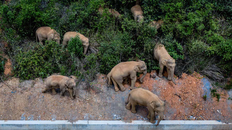 SW China's Yunnan makes fresh progress in protecting Asian elephants -  People's Daily Online