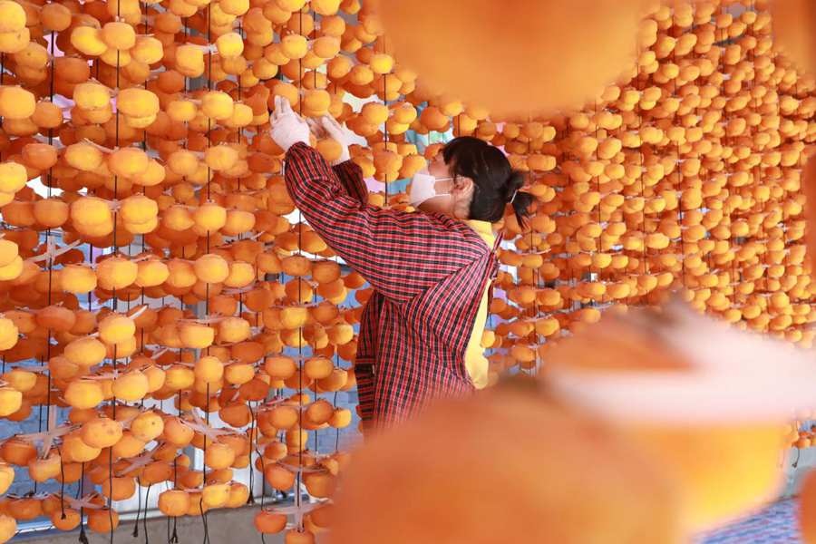 Persimmon industry boosts people's incomes in Yixian county, N China's Hebei