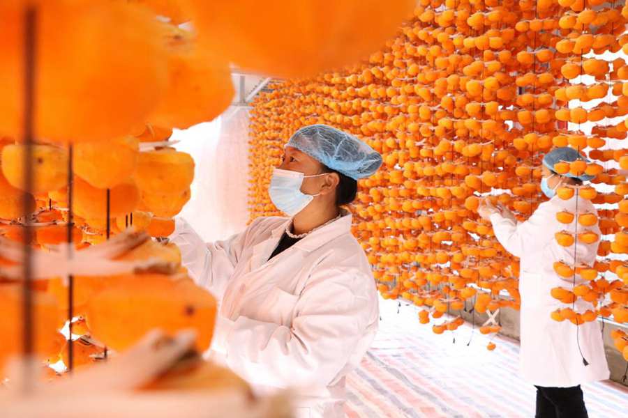 Persimmon industry boosts people's incomes in Yixian county, N China's Hebei