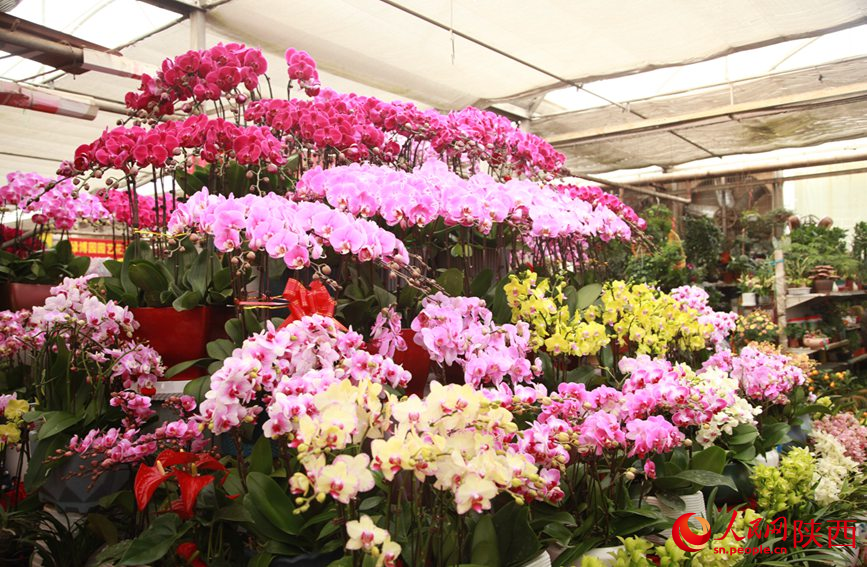 In pics: Markets bustle in Xi'an as Spring Festival draws near