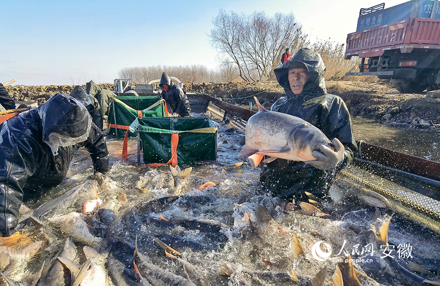 Winter fishing festival in E China's Anhui adds to festive atmosphere for upcoming Spring Festival