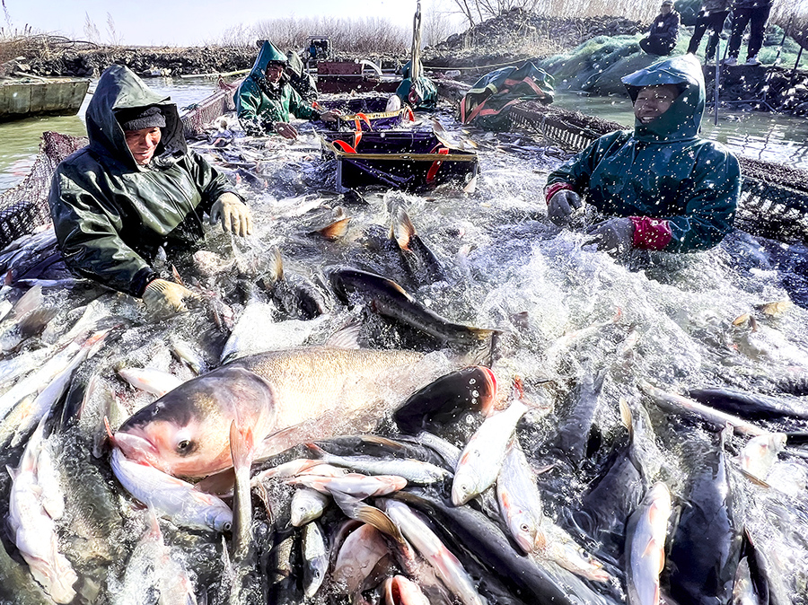 Winter fishing festival in E China's Anhui adds to festive atmosphere for upcoming Spring Festival