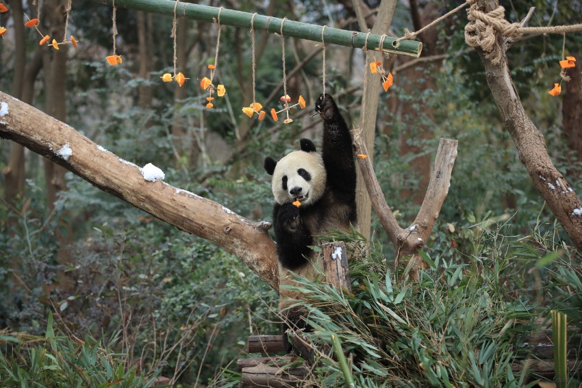 Pandas enjoy snow in SW China’s Chengdu