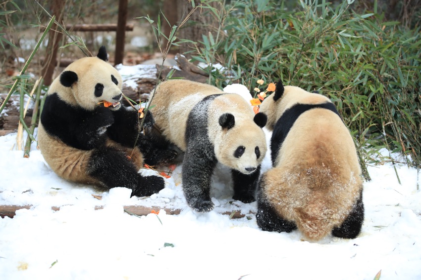 Pandas enjoy snow in SW China’s Chengdu