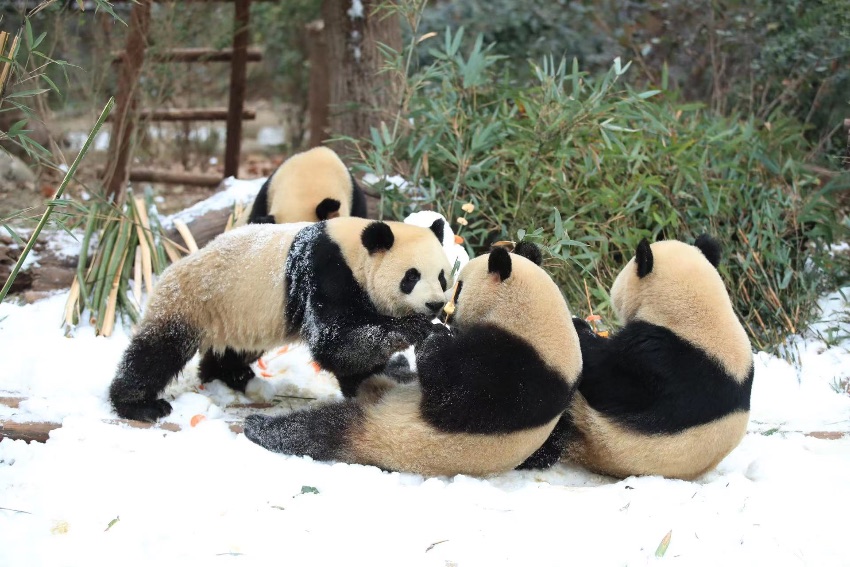 Pandas enjoy snow in SW China’s Chengdu