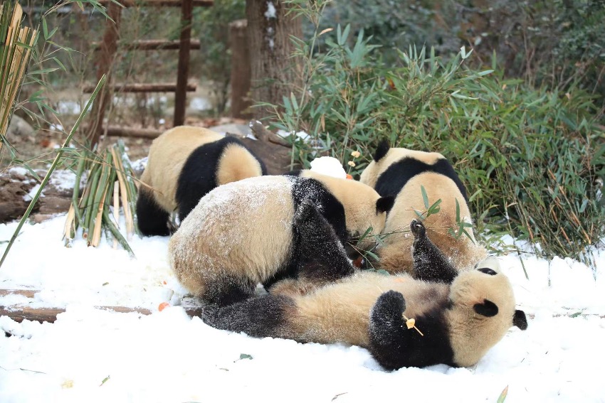 Pandas enjoy snow in SW China’s Chengdu