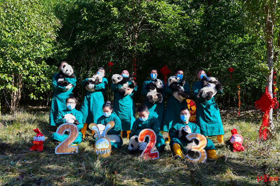 Giant panda cubs in China's Sichuan make first group appearance to greet upcoming Spring Festival