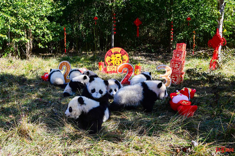 Giant panda cubs in China's Sichuan make first group appearance to greet upcoming Spring Festival