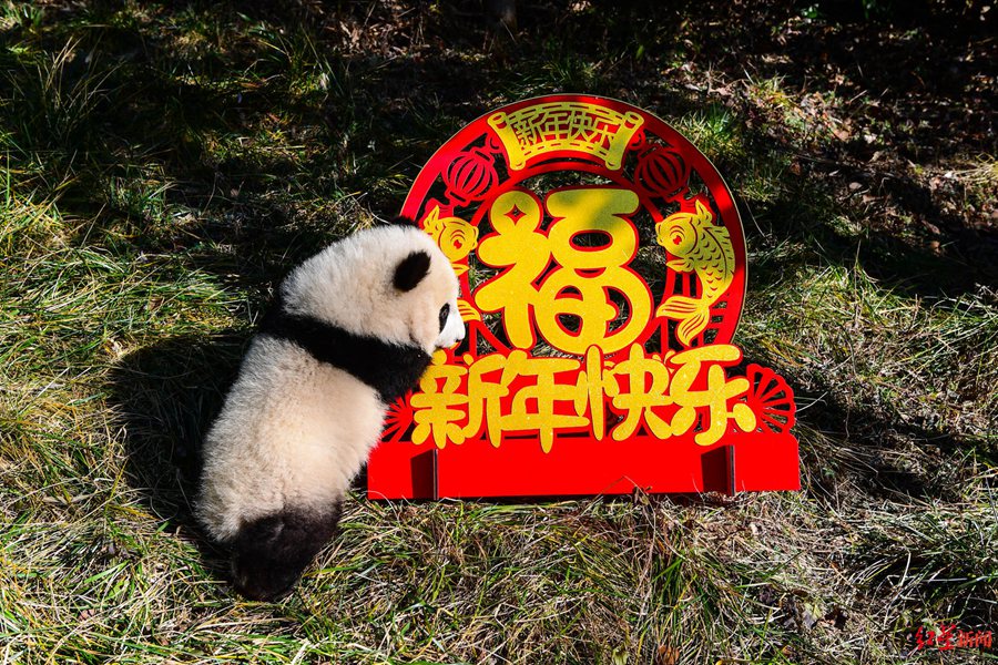 Giant panda cubs in China's Sichuan make first group appearance to greet upcoming Spring Festival
