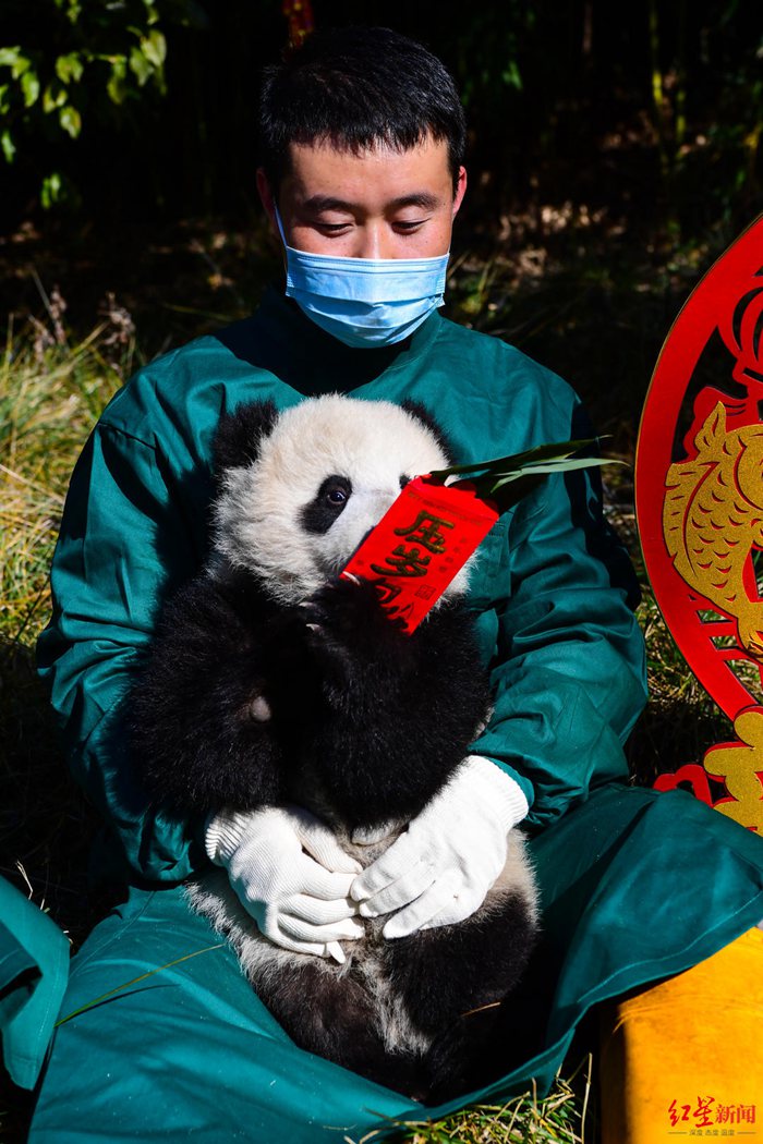 Giant panda cubs in China's Sichuan make first group appearance to greet upcoming Spring Festival