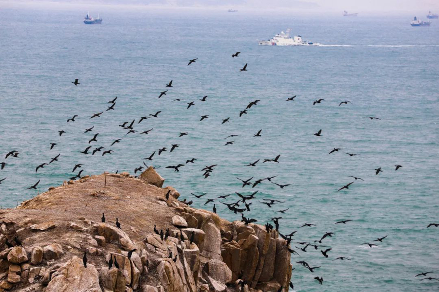 County in SE China's Fujian sees progress in protection of migratory birds