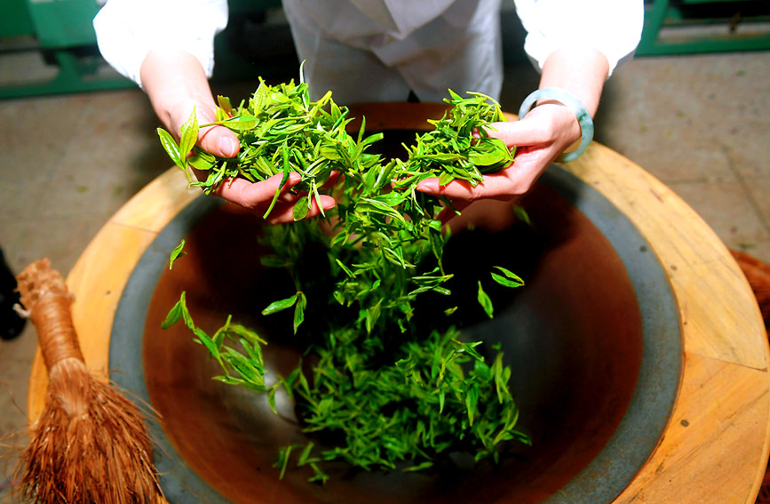 County in south China's Guangxi enters early spring tea harvest season