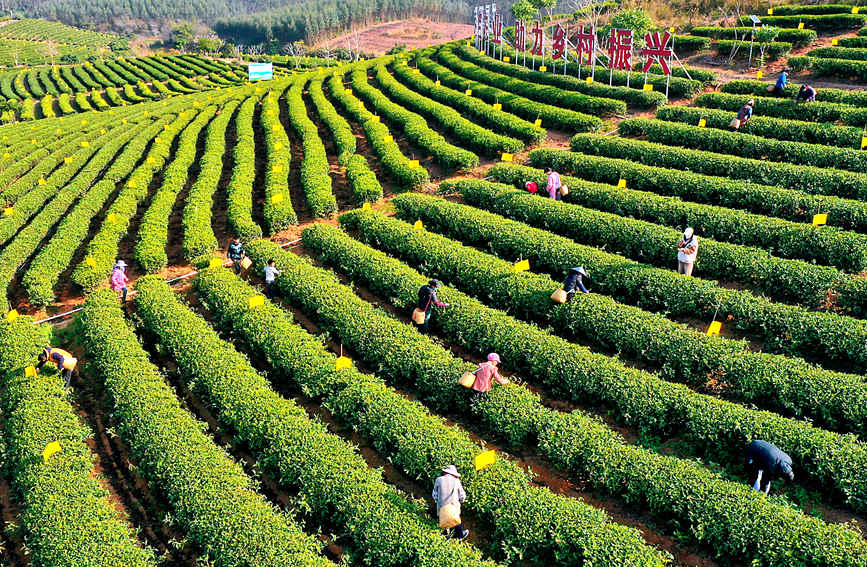 County in south China's Guangxi enters early spring tea harvest season