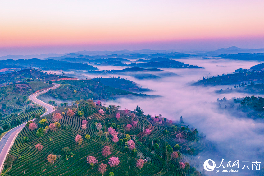 Intoxicating cherry blossoms cover tea garden in China’s Yunnan