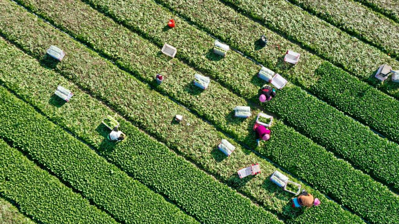 Spring farming underway across China
