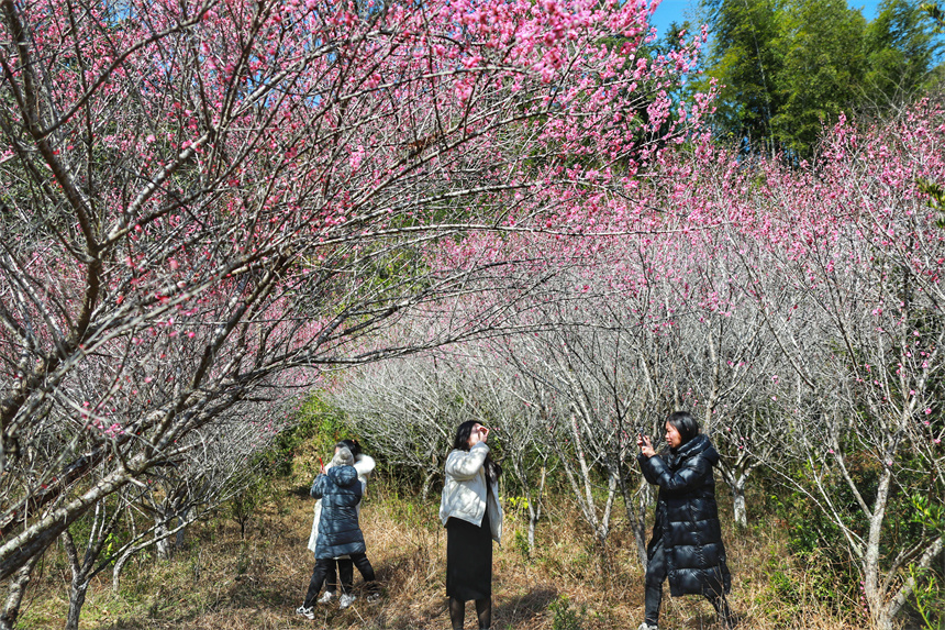 Tourists admire blossoming flowers in E China's Jiangxi