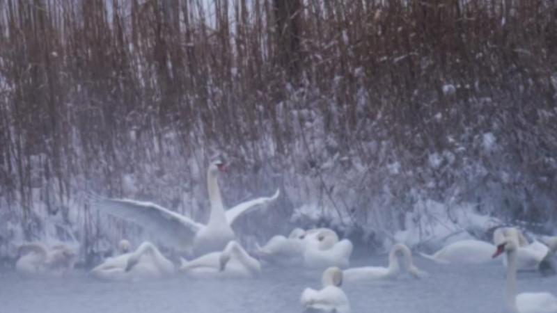 Swans charm wetlands of Xinjiang