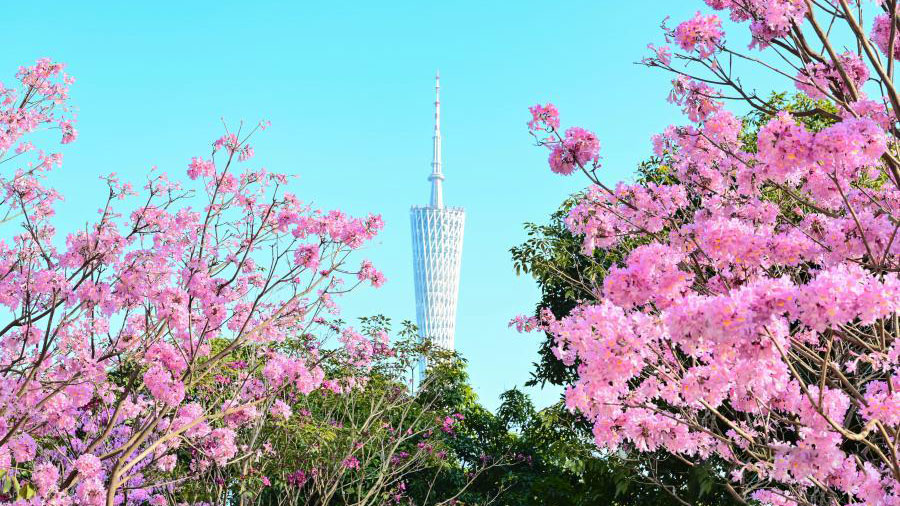 Pink trumpet flowers bloom in Guangzhou