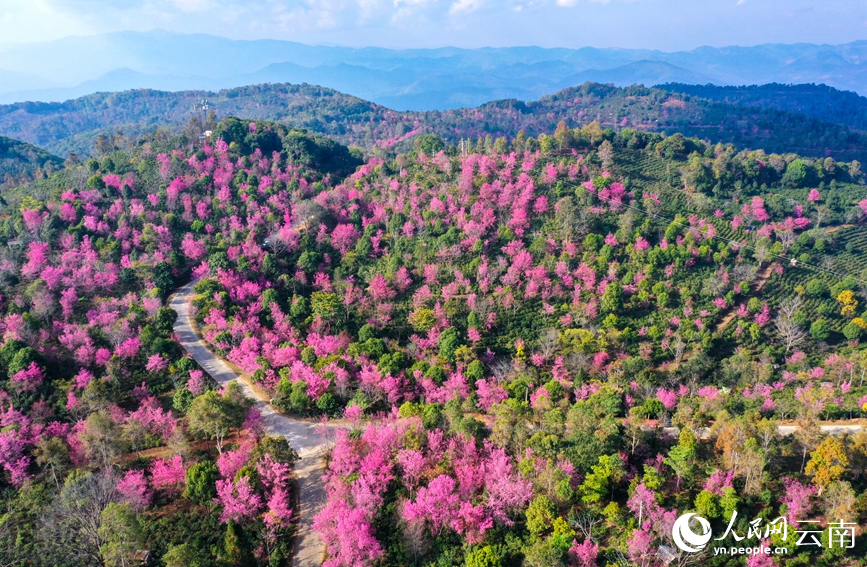 Cherry blossoms in SW China's Yunnan attract throngs of visitors