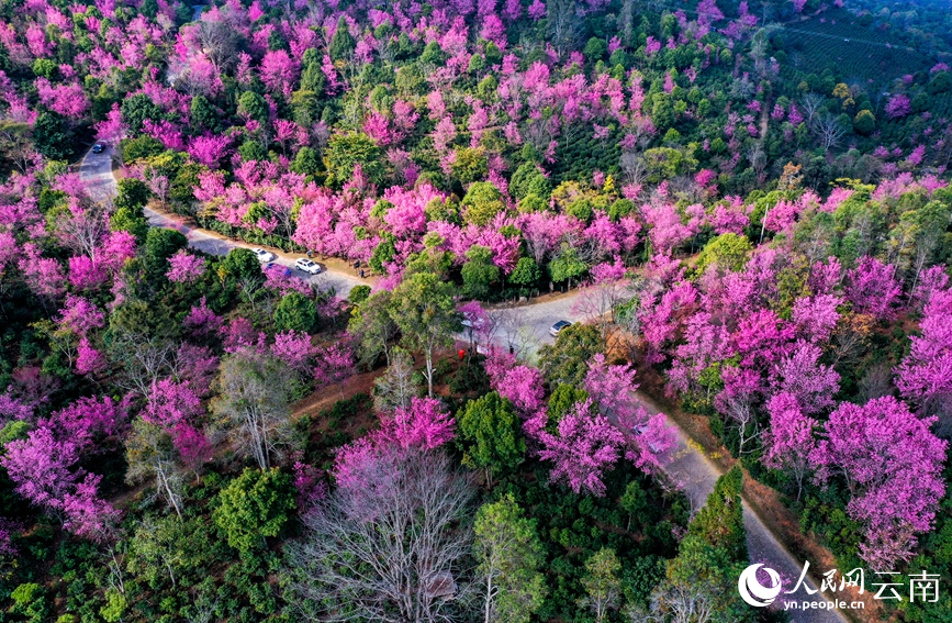 Cherry blossoms in SW China's Yunnan attract throngs of visitors