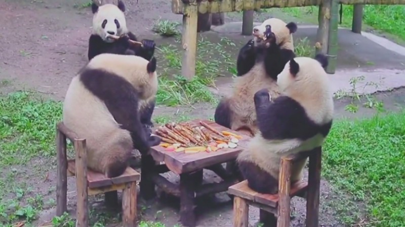 Cuddly pandas' get-together