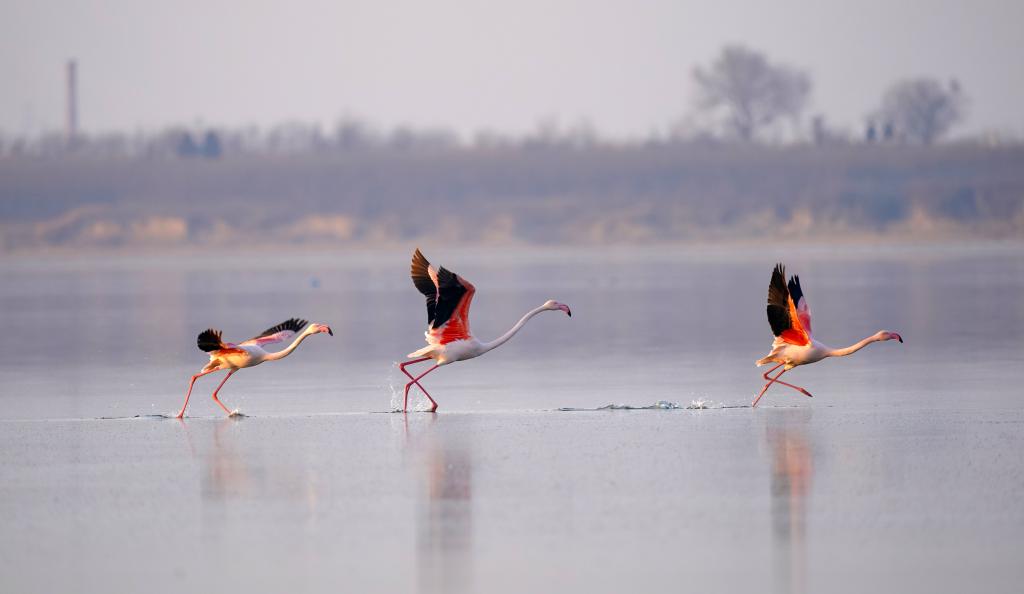 Flamingoes winter at colorful salt lake in N China's Yuncheng