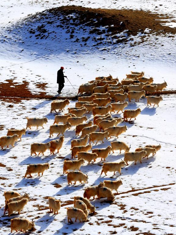 Herdsman grazes sheep on snow-covered grassland in NW China's Gansu