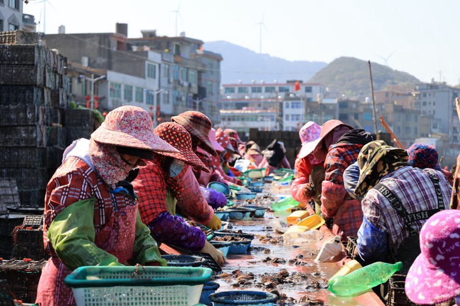 Fishermen busy sorting abalone fingerlings in Lianjiang county, SE China's Fujian