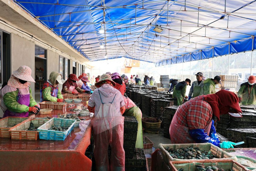 Fishermen busy sorting abalone fingerlings in Lianjiang county, SE China's Fujian