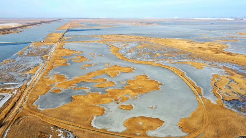 View of Beidagang Wetland in north China's Tianjin