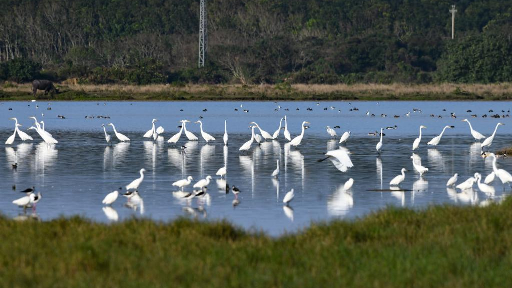 Water birds seen in south China's Hainan