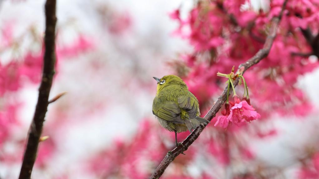 Scenery of cherry blossoms in Xiamen