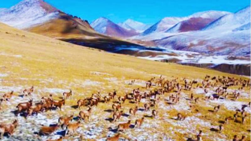 Alpine ibexes roam nature reserve in NW China's Xinjiang