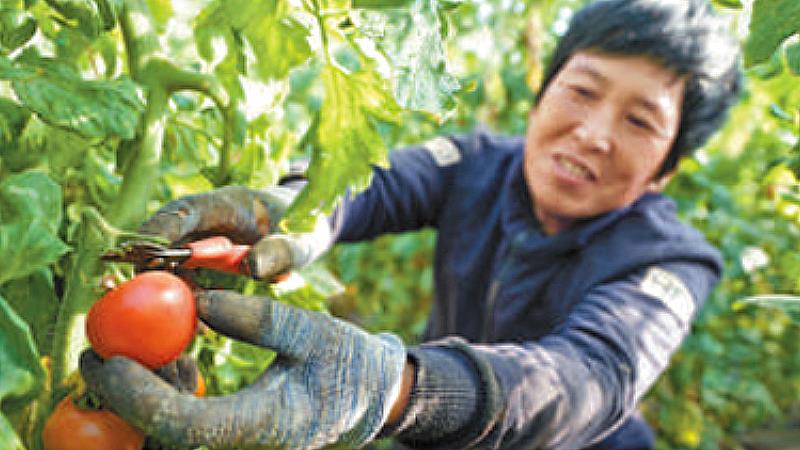 Protected vegetable cultivation brings better lives to people in county in N China's Hebei
