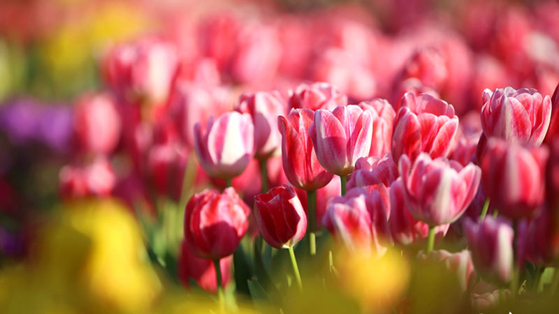 Colorful tulips to greet coming spring in SE China’s Fujian