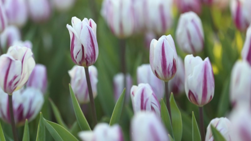 Colorful tulips to greet coming spring in SE China’s Fujian