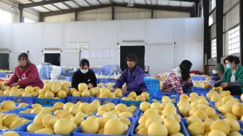 Three generations transform village in China’s Jiangxi through pomelo planting