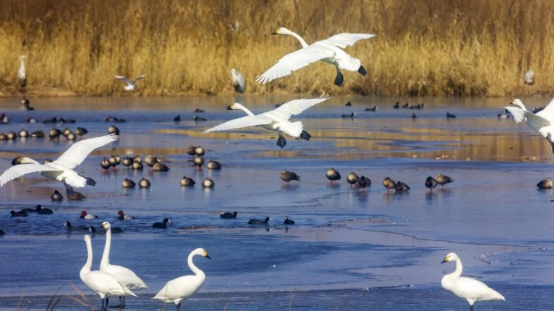 China plays crucial role in wetland restoration
