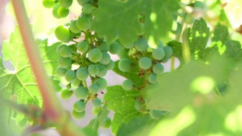 Grapes of hope: a woman’s journey out of poverty in northwest China