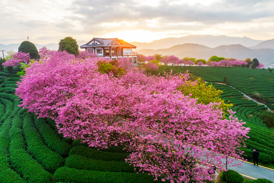 Cherry blossom festival to kick off in SE China's Fujian