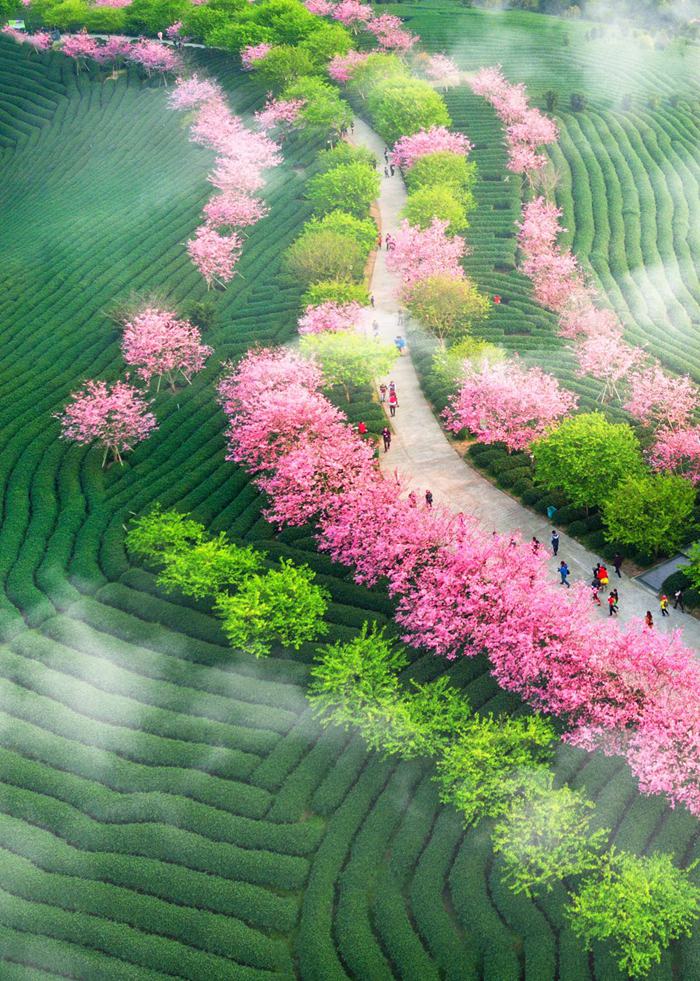 Cherry blossom festival to kick off in SE China's Fujian
