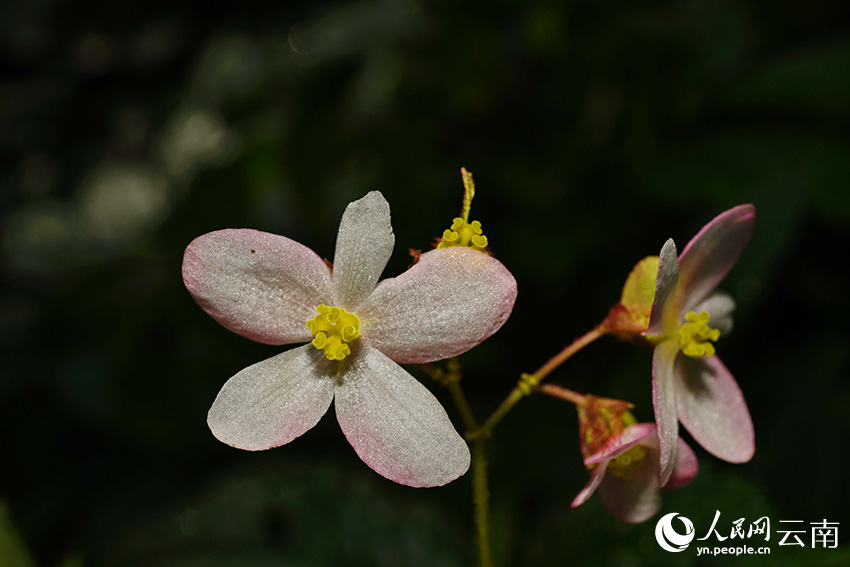 New Begonia species discovered in SW China’s Yunnan