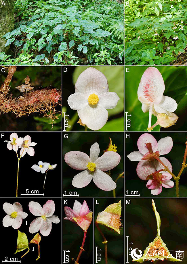 New Begonia species discovered in SW China’s Yunnan